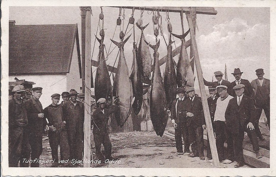 Fangsten af store tun har tidligere spillet en stor rolle i Odden Havn og flere andre steder i Danmark. Nu skal et nyt forskningsprojekt med hjælpe fra lystfiskere være med til at indsamle ny viden om tunens tilbagevenden. 
