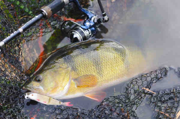 COD FISHING WITH BASS LURES IN COPENHAGEN