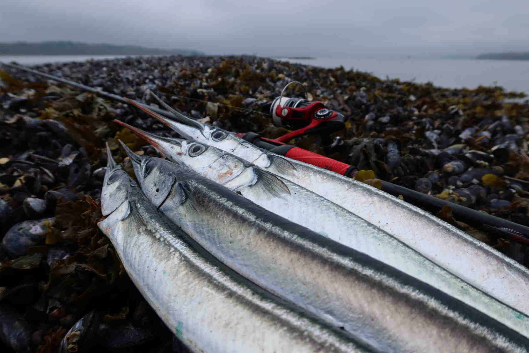 Gratis fisketur efter hornfisk i Fjord lørdag d. 21. maj. - Fishing Zealand