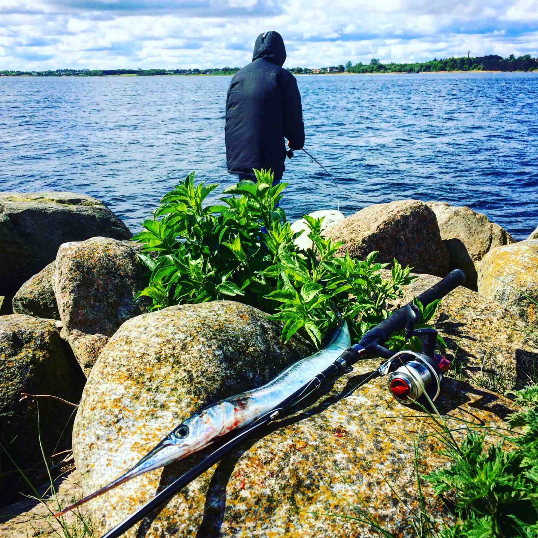 Fisketur efter hornfisk i Roskilde Fjord Grøn Pinse lørdag d. 4. juni. Fishing Zealand