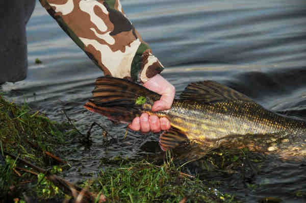 Wollen Sie den Fisch zurücksetzen, dann bitte so, dass er möglichst wenig Schaden nimmt.